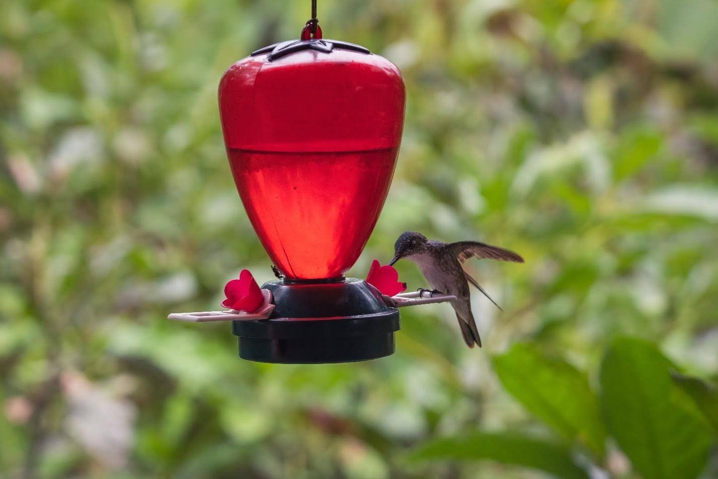 How to Find Hummingbird Feeders for Your Home’s Outdoor