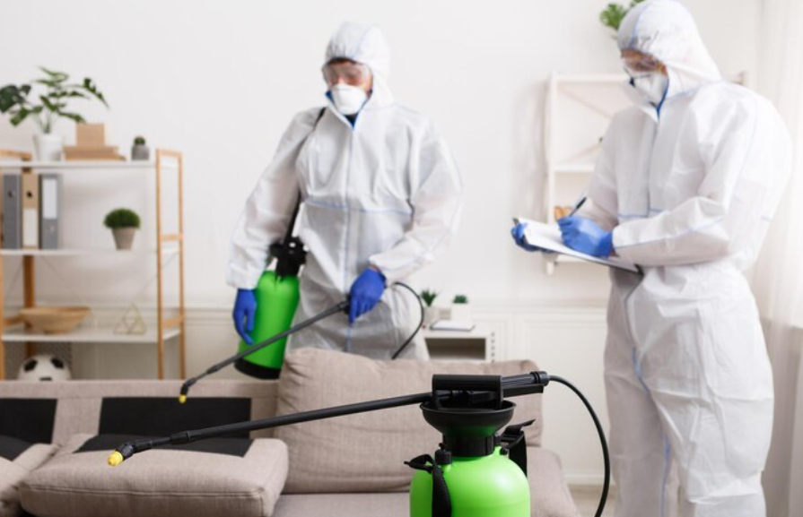 How Termite Control Can Help Prevent Long-Term Damage to Your Home